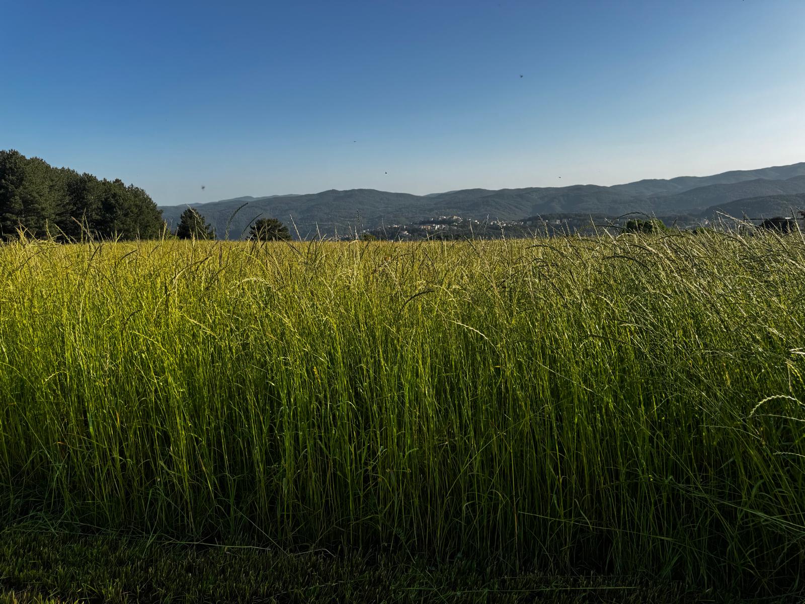Attività agricole - Giugno 2025